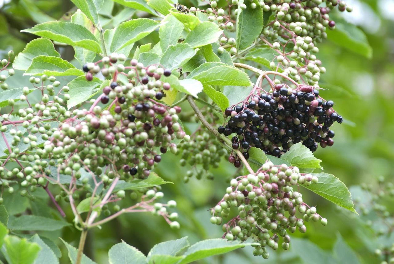 Elderberries