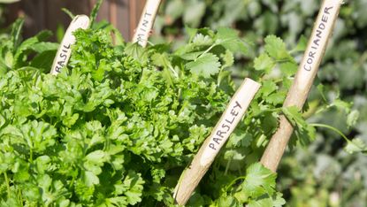 most common herb garden mistakes