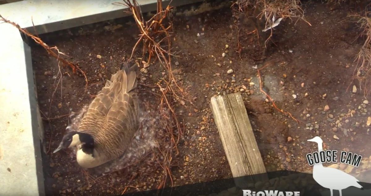 BioWare Goose Cam