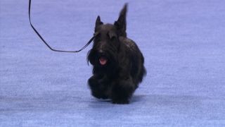 Scottish Terrier 2009 National Dog Show