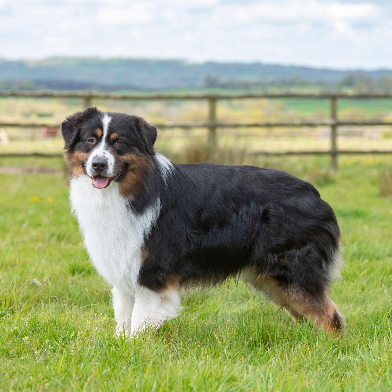 A tri-colour Australian shepherd stands in a grassy field in front of a wooden fence, looking towards the camera with its tongue slightly out and countryside hills in the background.