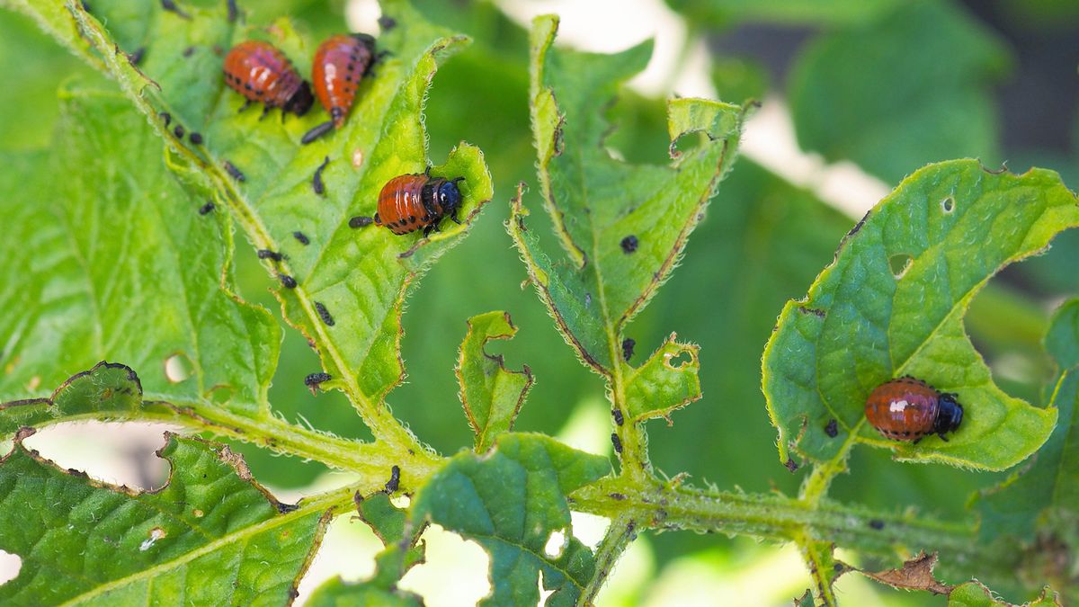7 best pest-resistant plants for a bug free yard