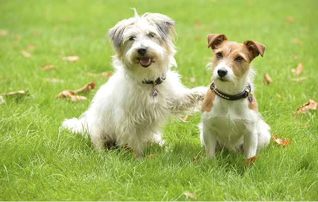 Doc Martin: 'The dogs really love Martin Clunes and jump all over him ...