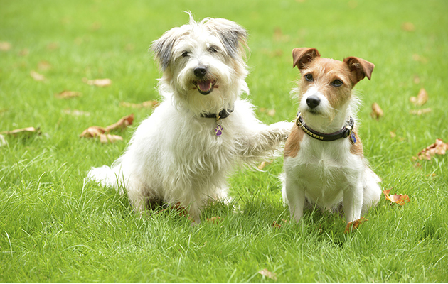 Doc Martin dogs Dodger and Paddy