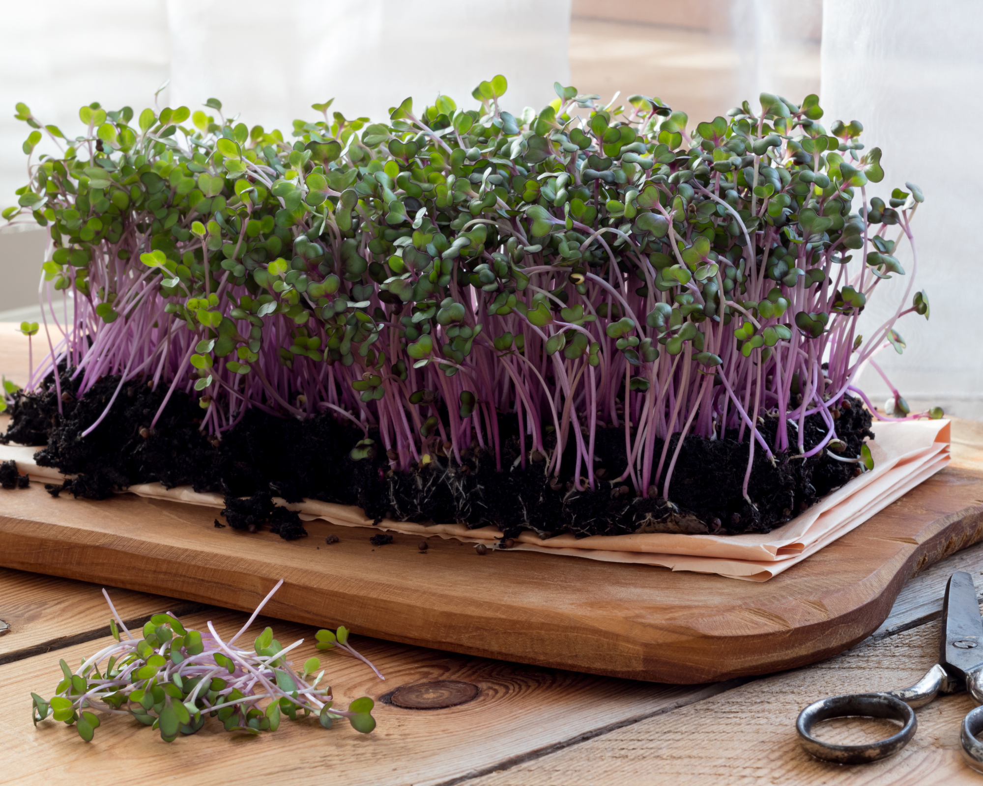 red cabbage microgreens
