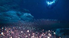 Undated illustration shows the deepest chemosynthetic communities of organisms at the bottom of a deep-ocean trench