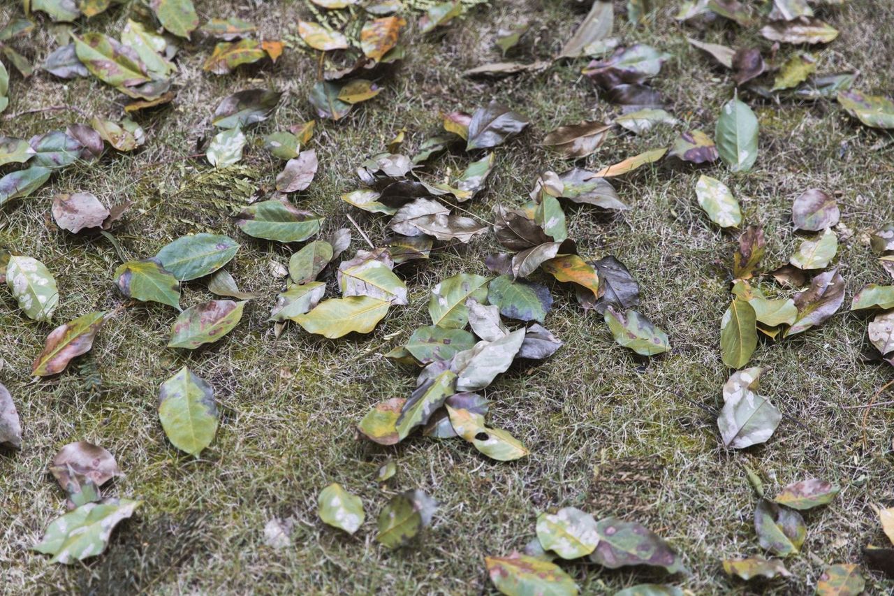 defoliated leaves