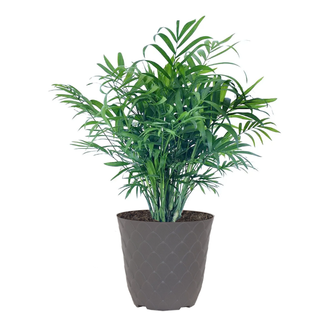 United Nursery Live Parlor Palm 