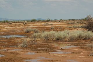 biocrust in the Sonoran Desert near Chandler, AZ