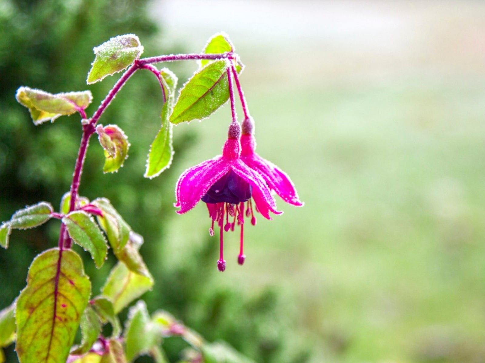 How To Overwinter Fuchsia Plants For Next Year