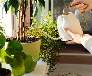 Watering houseplants with a delicate pourer