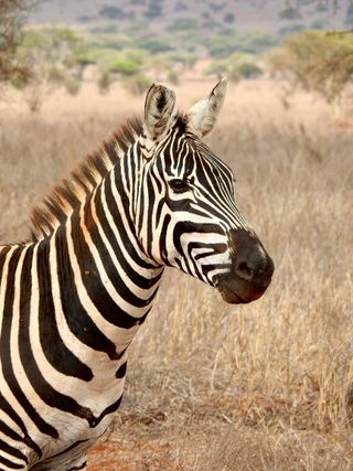 Zebra in Shompole