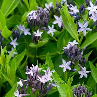 Amsonia 