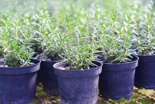 Rosemary growing in pots