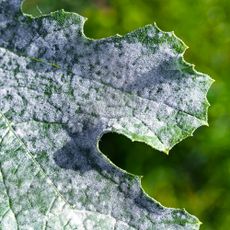 Macro image of white, powdery mildew on courgette leaves. Mildew refers to certain kinds of mold or fungus that can affect foliage, stems and occasionally flowers and fruit of plants.