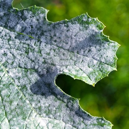 Macro image of white, powdery mildew on courgette leaves. Mildew refers to certain kinds of mold or fungus that can affect foliage, stems and occasionally flowers and fruit of plants.