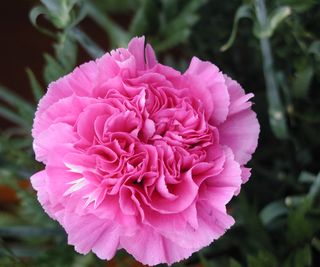 Pink dianthus 'farida' flower