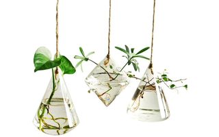 Best hanging terrariums