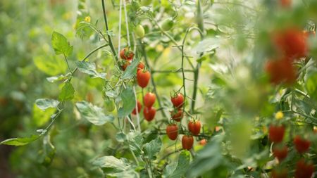 Ripe red cherry tomatoes on the vine in a greenhouse surrounded by green foliage