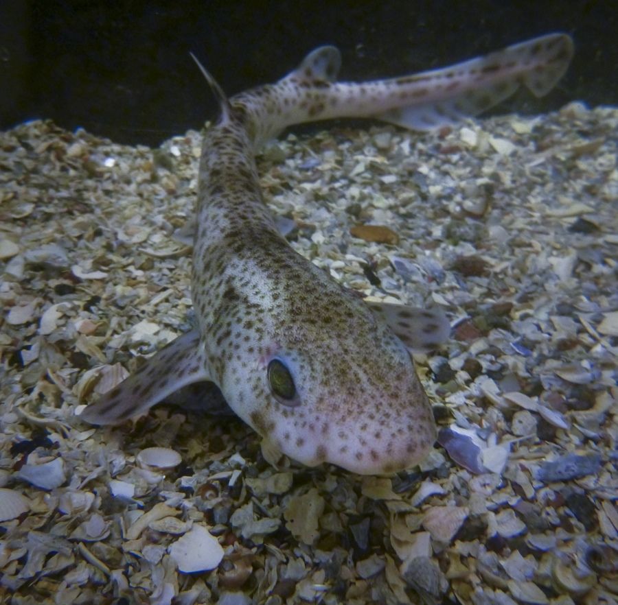 Climate Change Affects Shark Swimming In Strange Way 