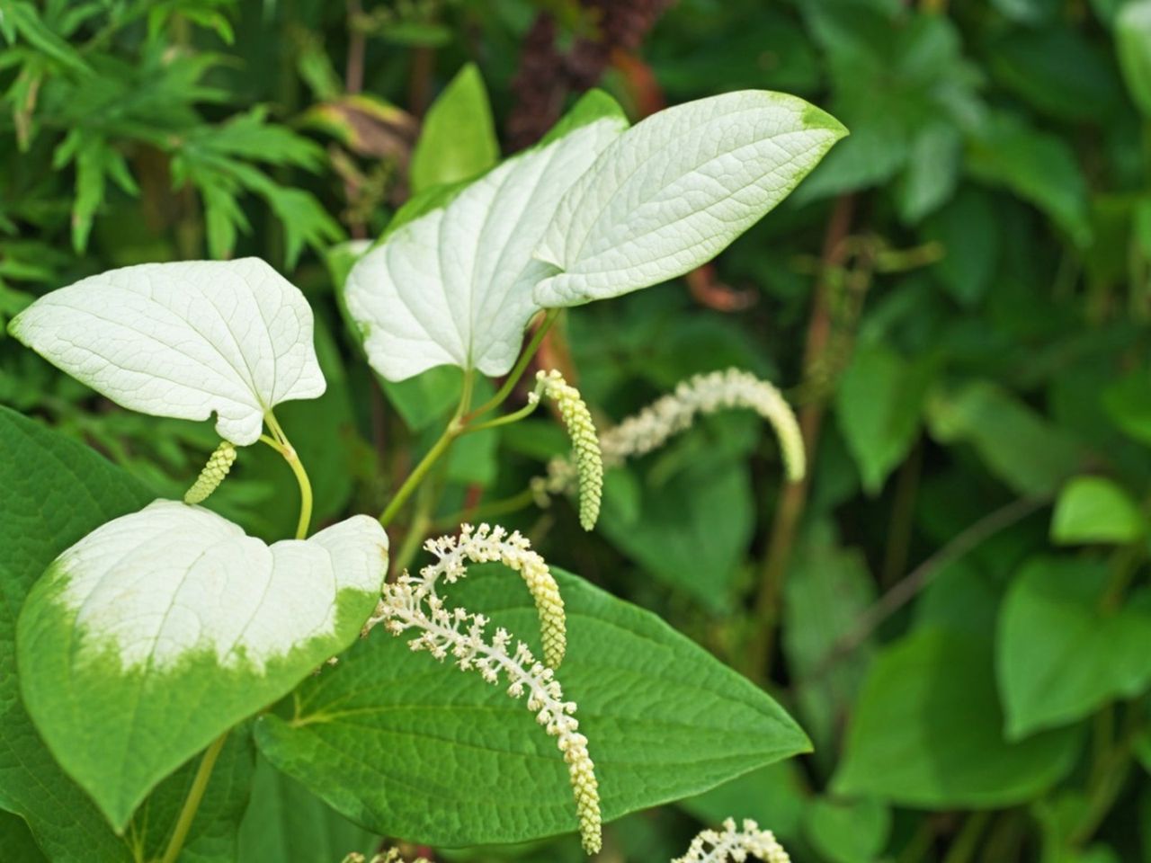 Green-White Lizard&amp;#39;s Tail Plant