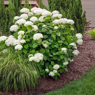 Annabelle Hydrangea Shrub