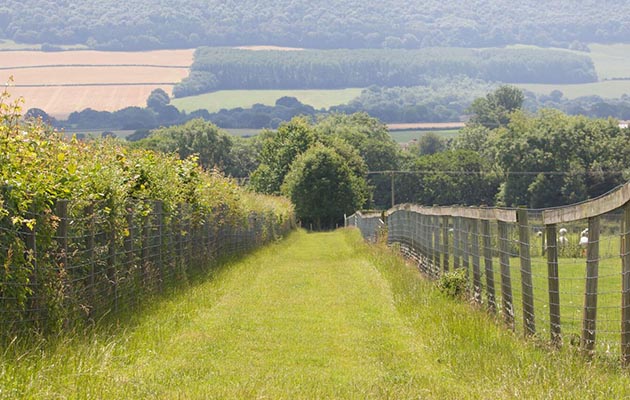 fence