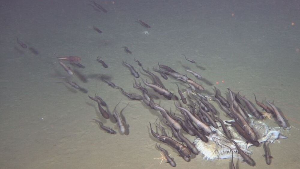 Deep sea fish swarm towards the carcass of a sunfish on the seabed.