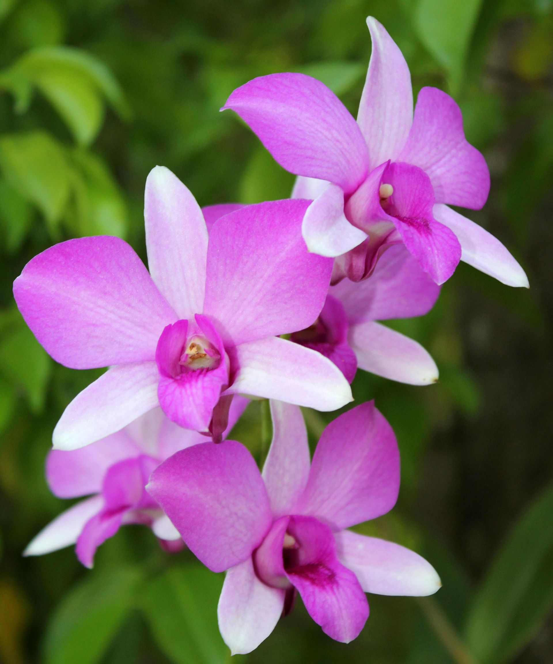 Orchid