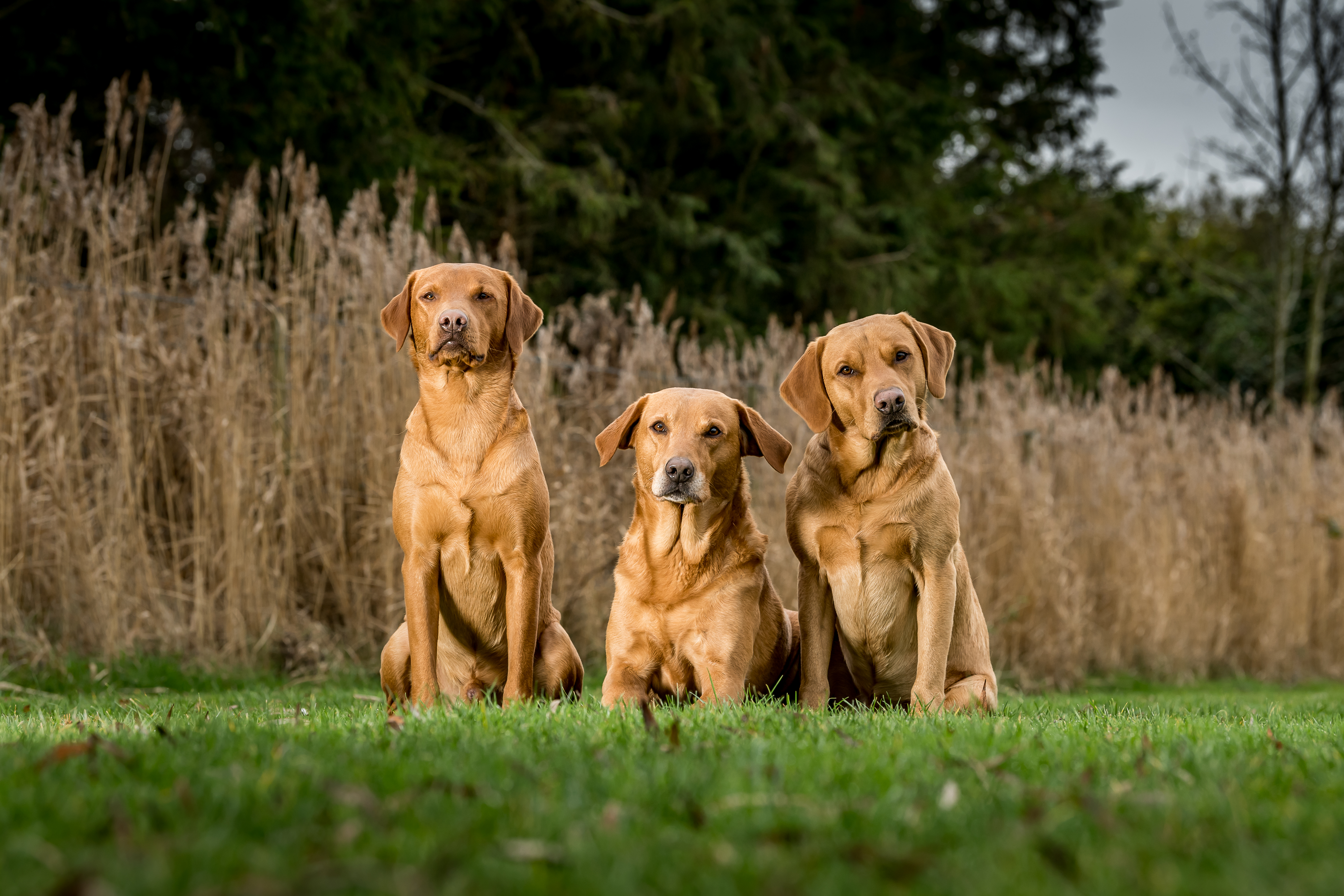 Three fox red Labradors sit close together on grass, with dried reeds and trees in the background. Two tilt their heads slightly, giving a curious expression.