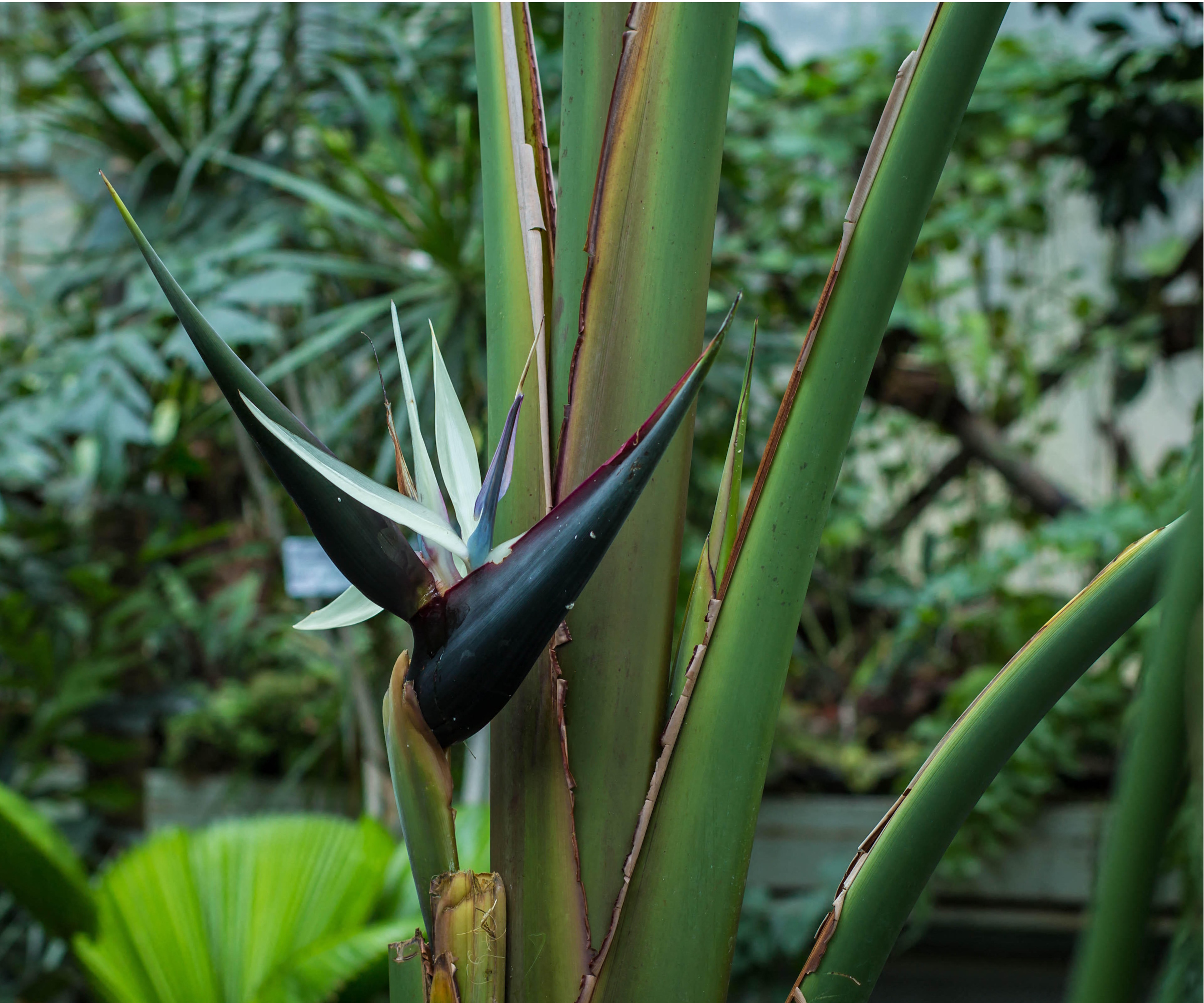 White bird of paradise
