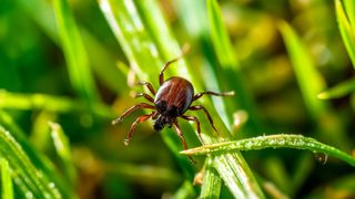 Tick in long grass