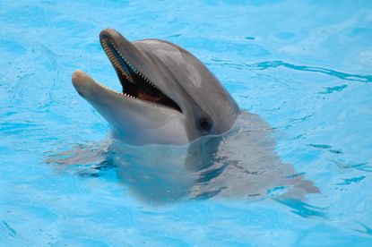 Study finds that dolphins may be able to detect magnetic fields