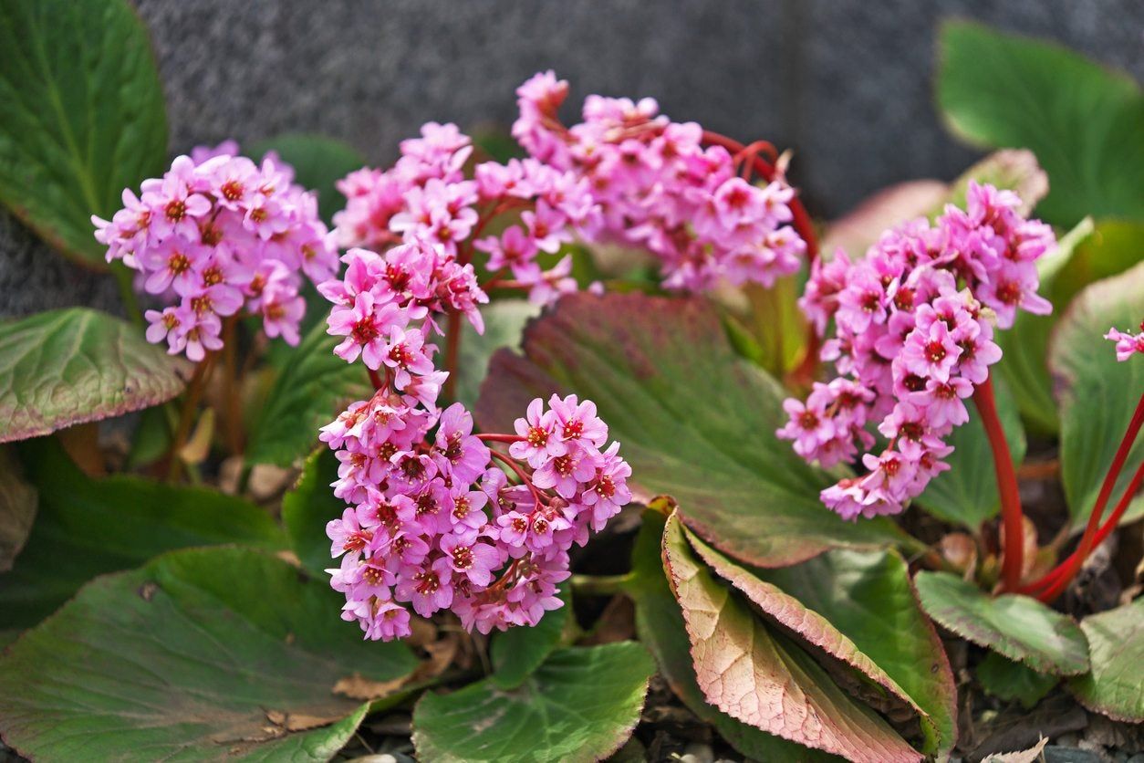 bergenia propagation