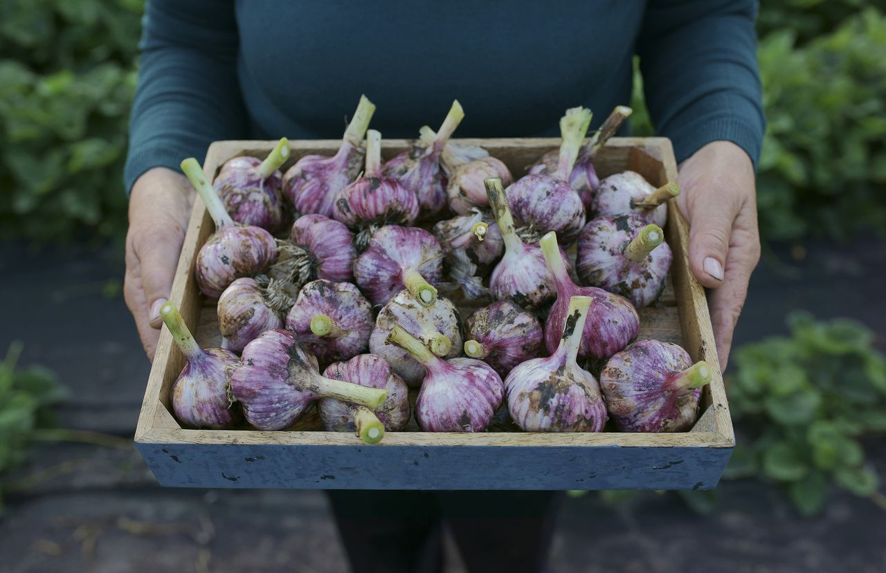 How to grow garlic