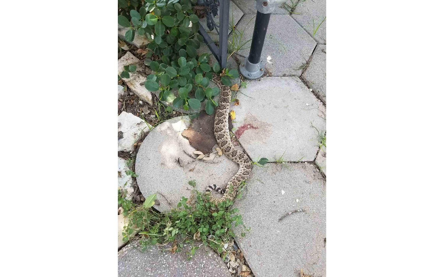 The body of the decapitated rattlesnake