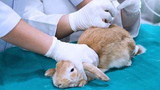 Sick rabbit at vet