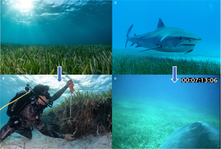 Tiger Shark camera study