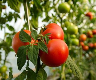 red tomatoes growing in greenhouse