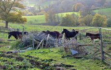 Shires1.jpg