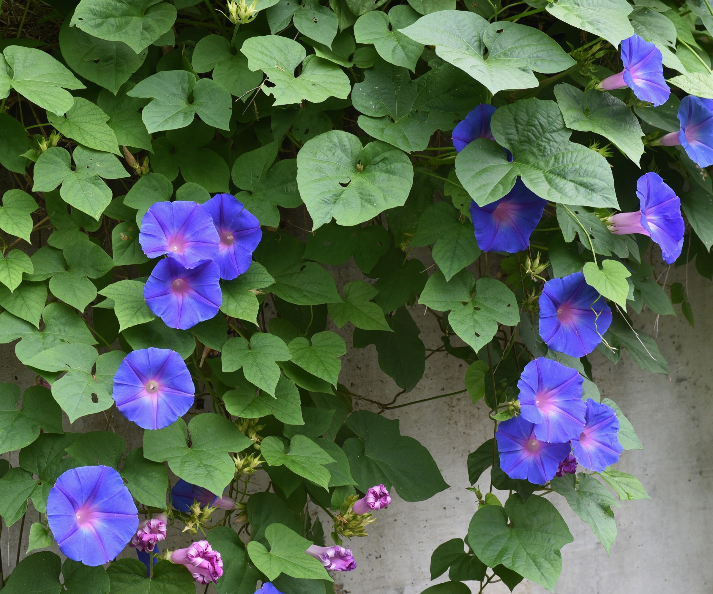 Morning Glory, Ipomea