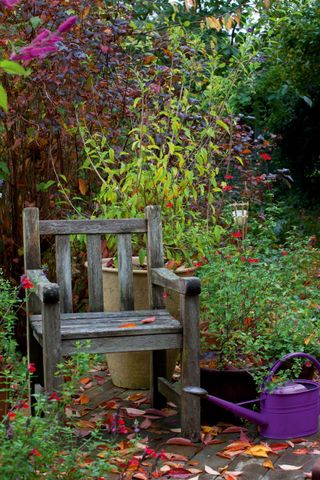 Garden chair in autumn garden