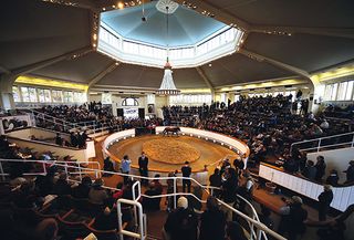 Tattersalls Auction