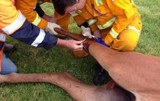 stirrup stuck on horse's leg