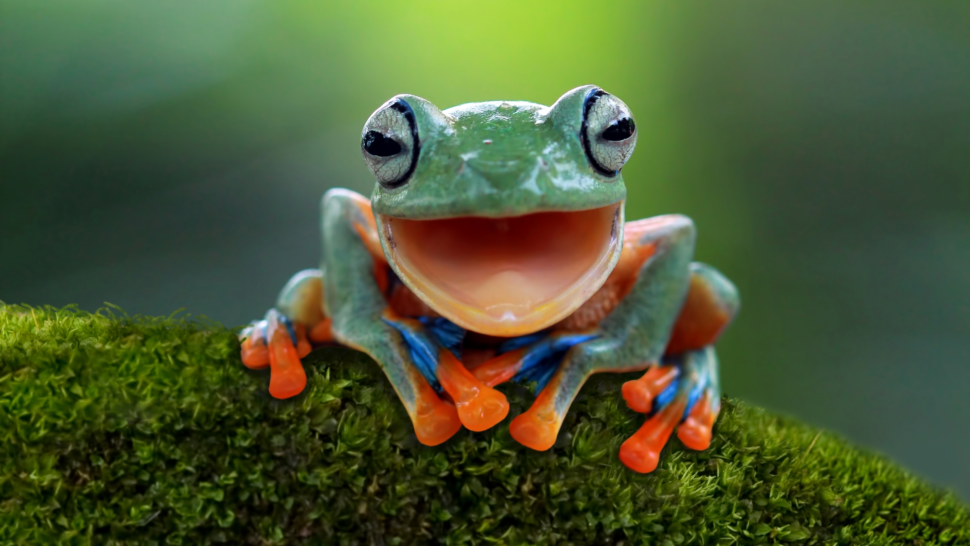 A photo of a Javan tree frog on a log with its mouth open.