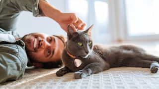 Man stroking grey cat on the floor