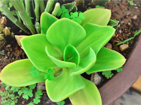 Echeveria pallida growing in a container