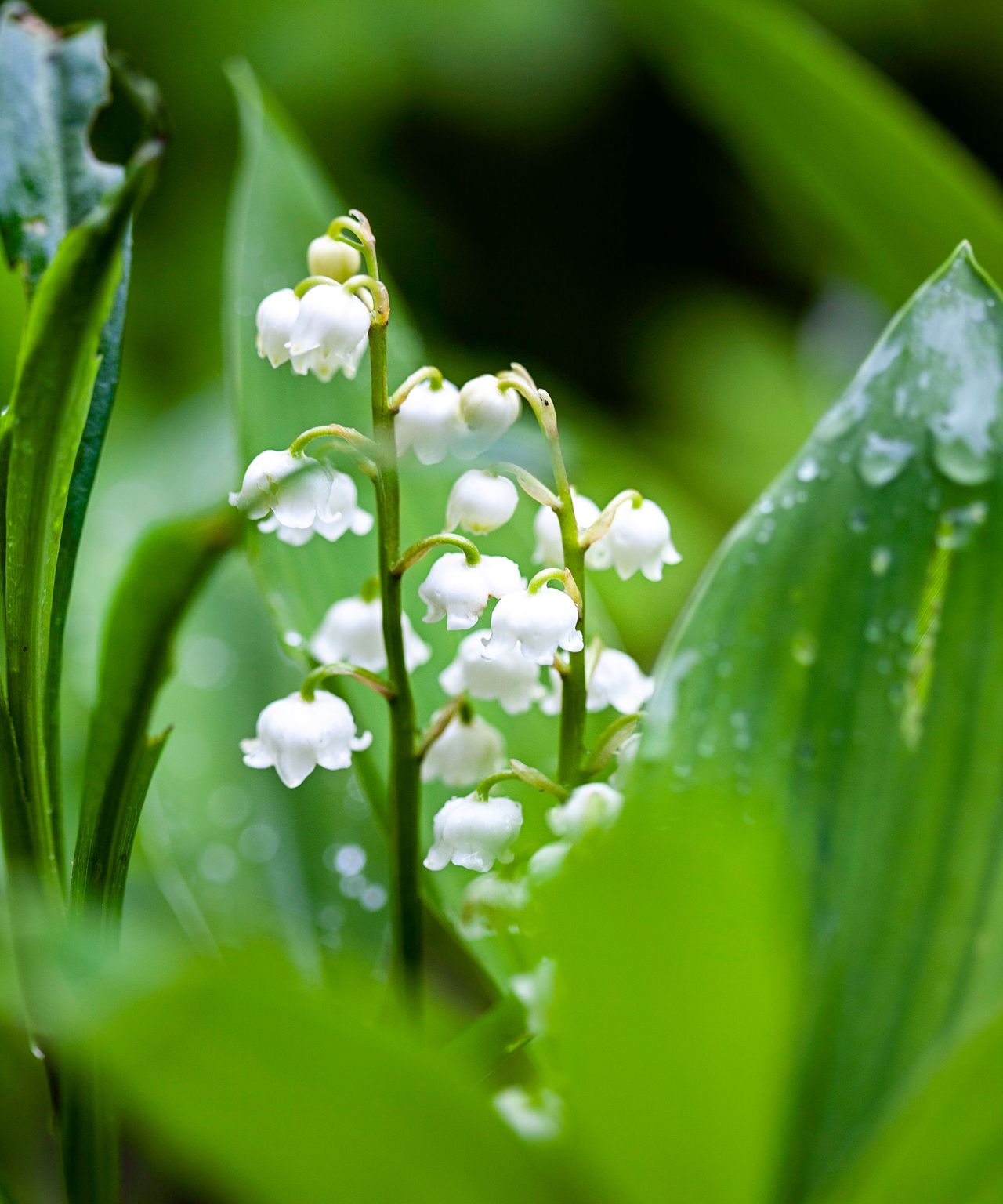 Perennials to avoid in a small backyard