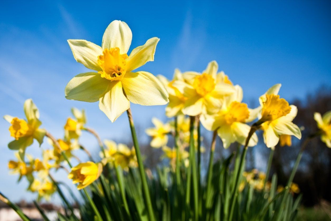 watering bulbs