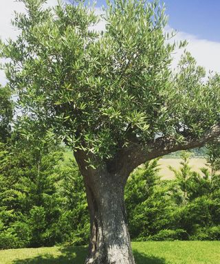 Identifying-british-trees-Olive-tree-Paramount-Plants